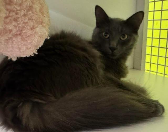 Enlarge Nala, a Adoptable mixed breed in Fort Myers, FL image 1/2