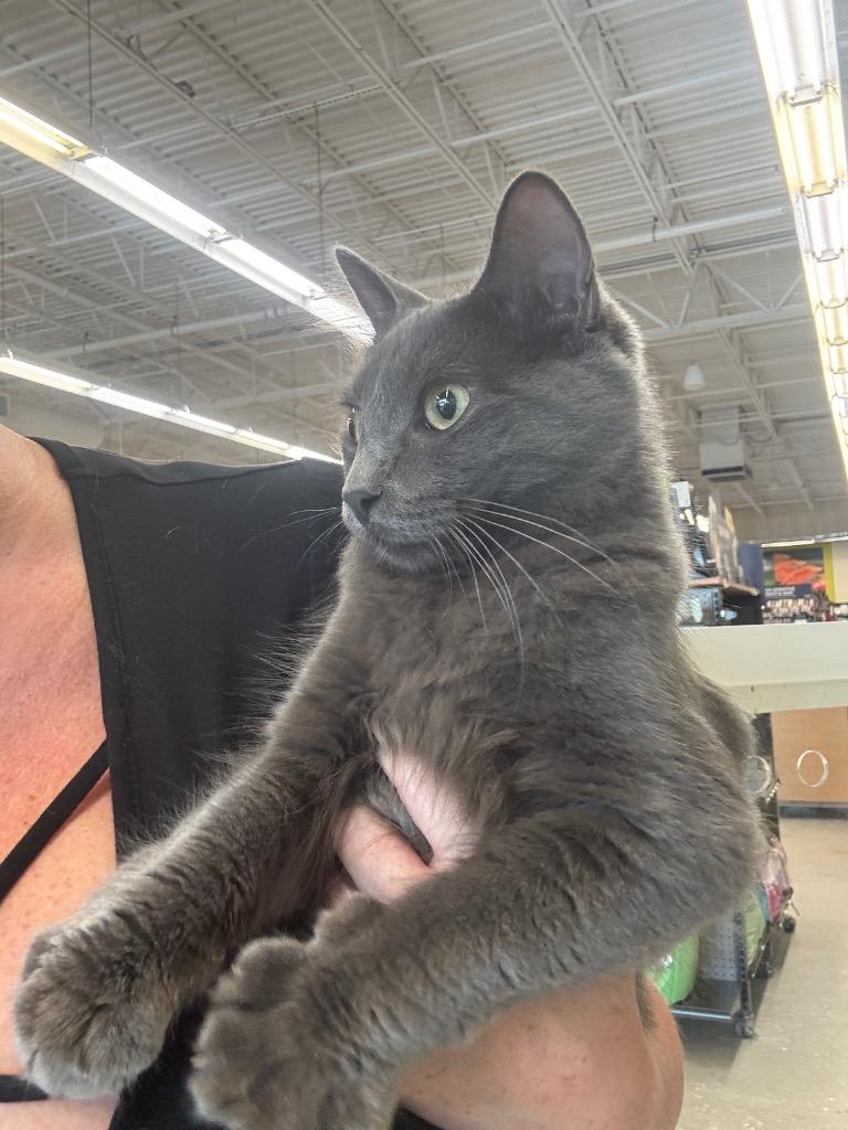Nala, Adoptable, Kitten Female Domestic Long Hair.