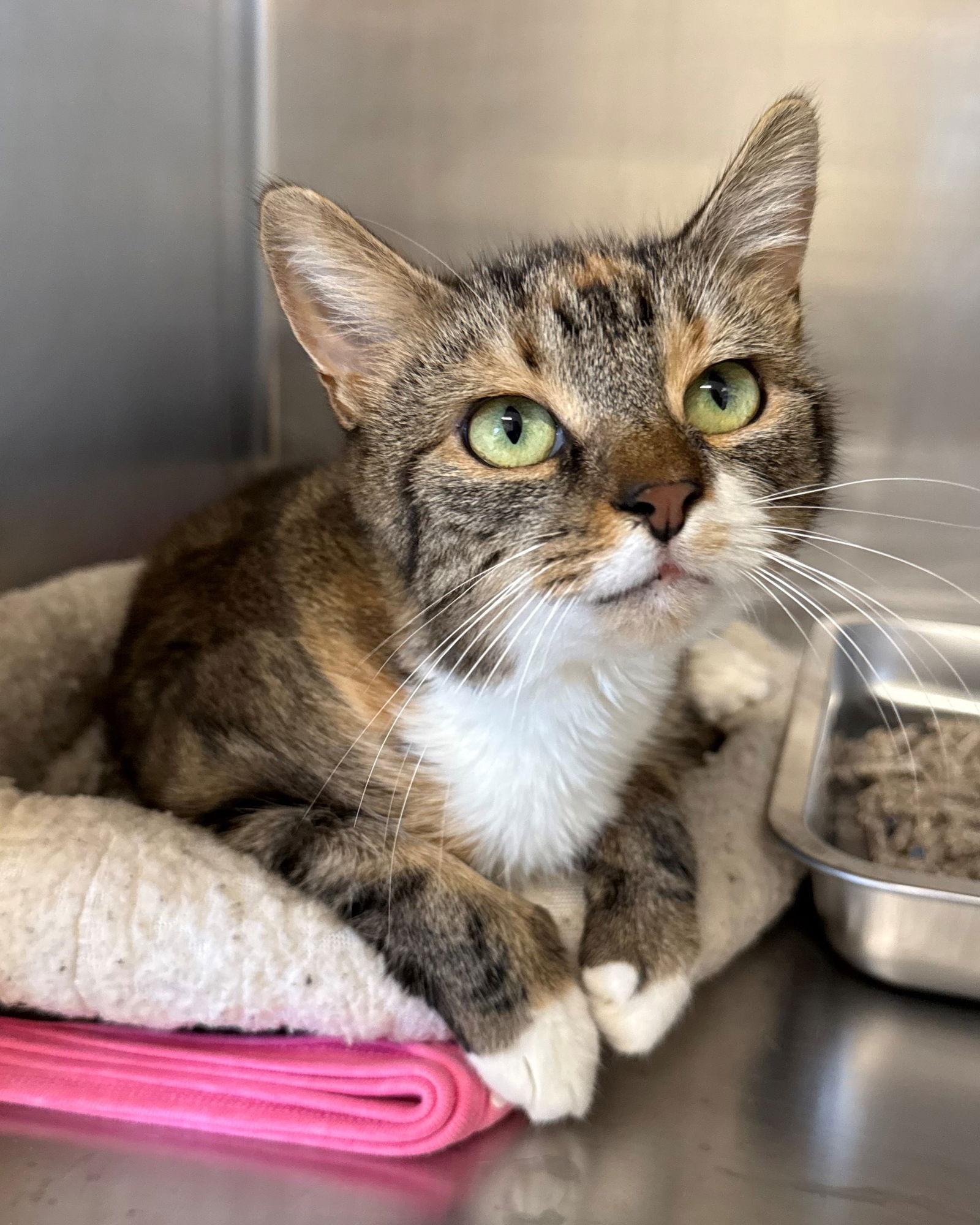 Short Cake, Adoptable, Adult Female Domestic Short Hair.