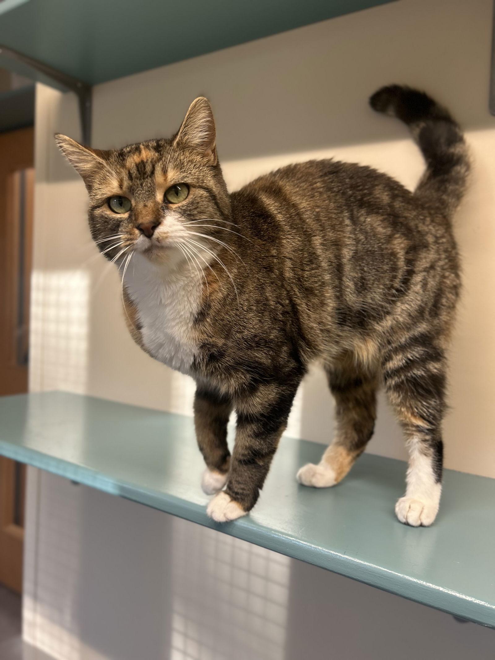 Enlarge Short Cake, a Adoptable Domestic Short Hair in Arlington, VT image 2/2