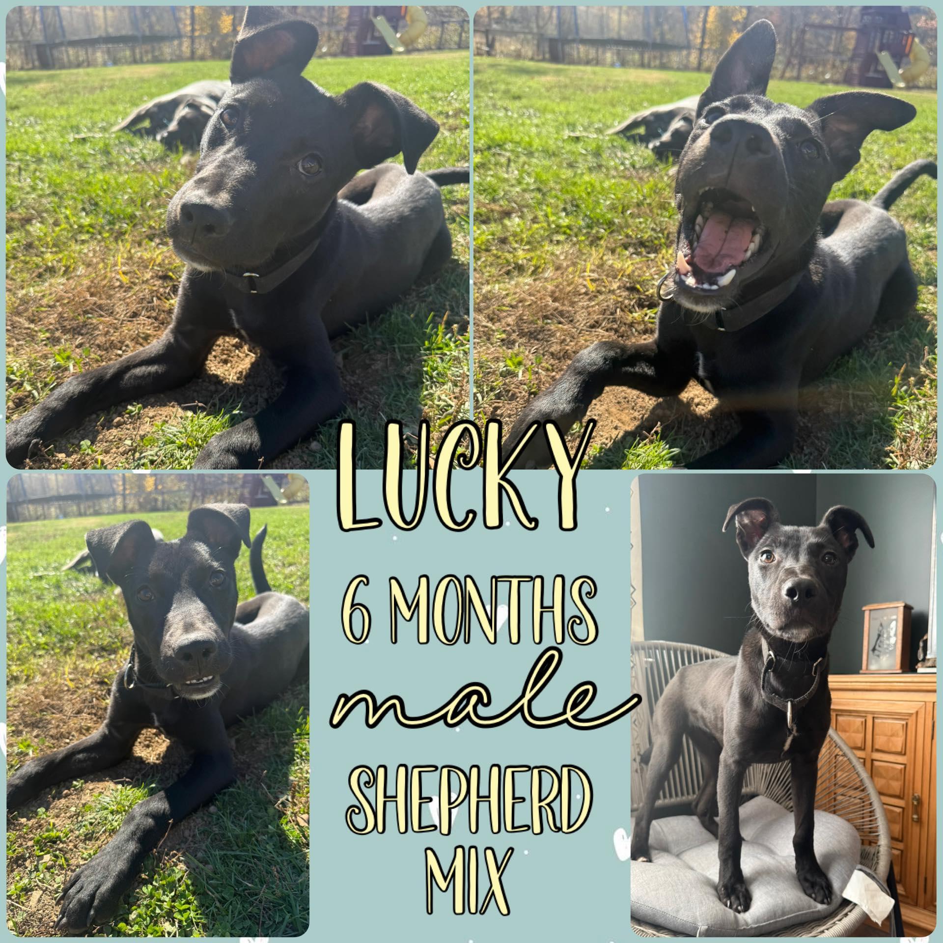 Enlarge Lucky, a Adoptable mixed breed image 1/1