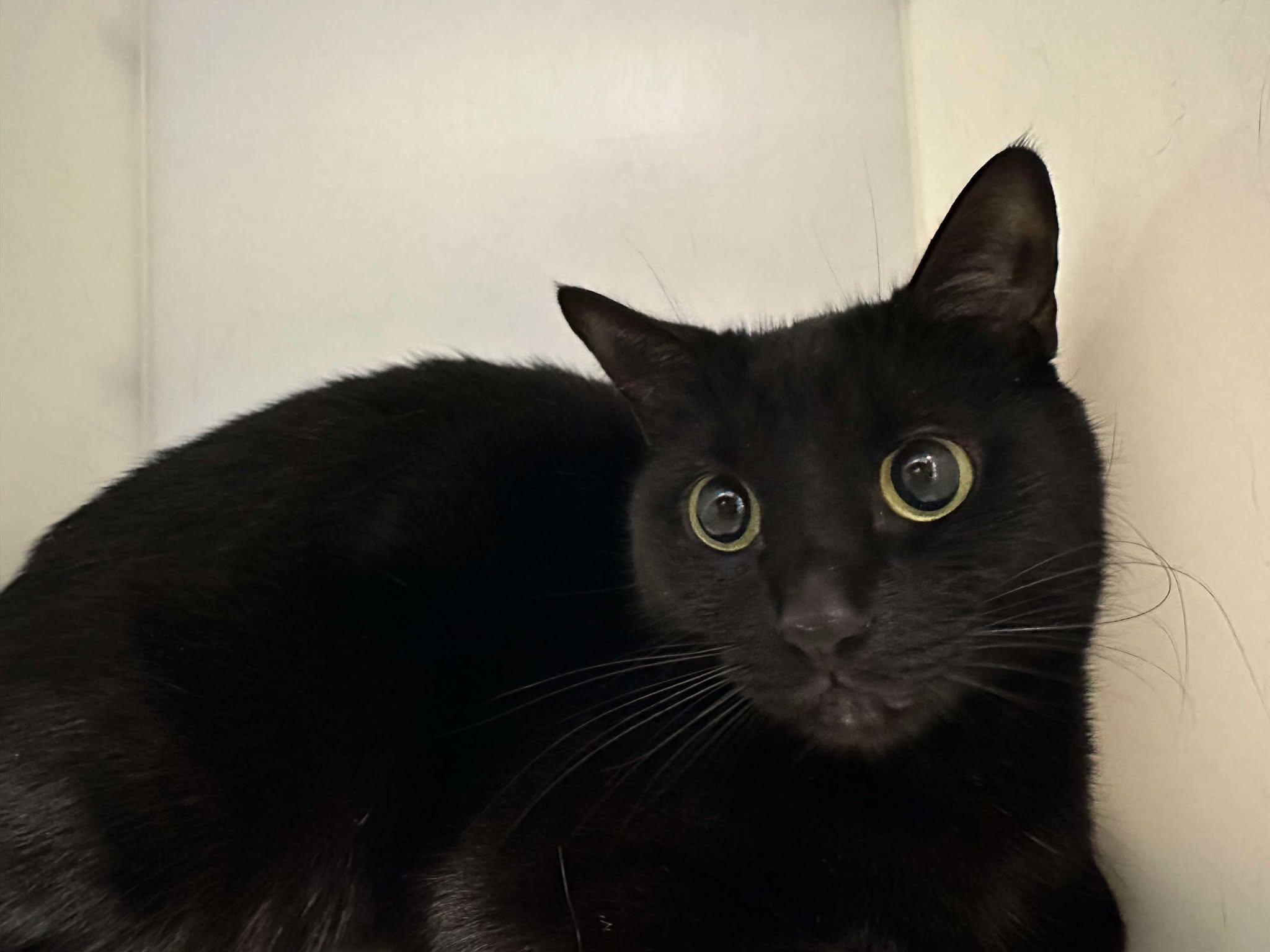 Moony, Adoptable, Adult Female Domestic Short Hair.