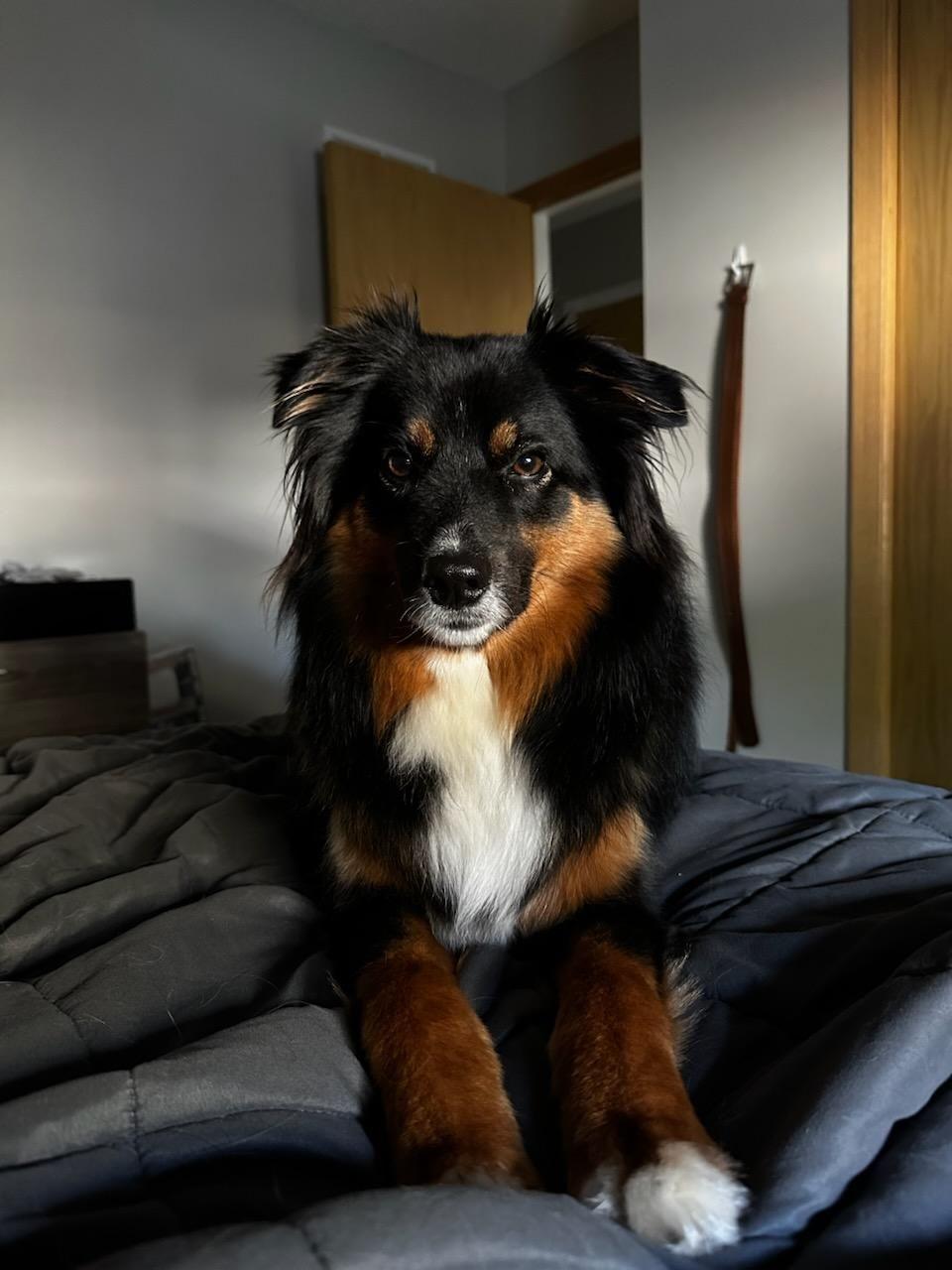 Hudson, ADOPTABLE, Adult Male Australian Shepherd.