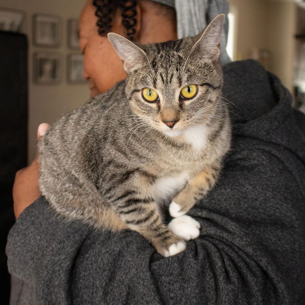 Deva, a Adoptable Domestic Short Hair in Plainfield, IL image 1/4