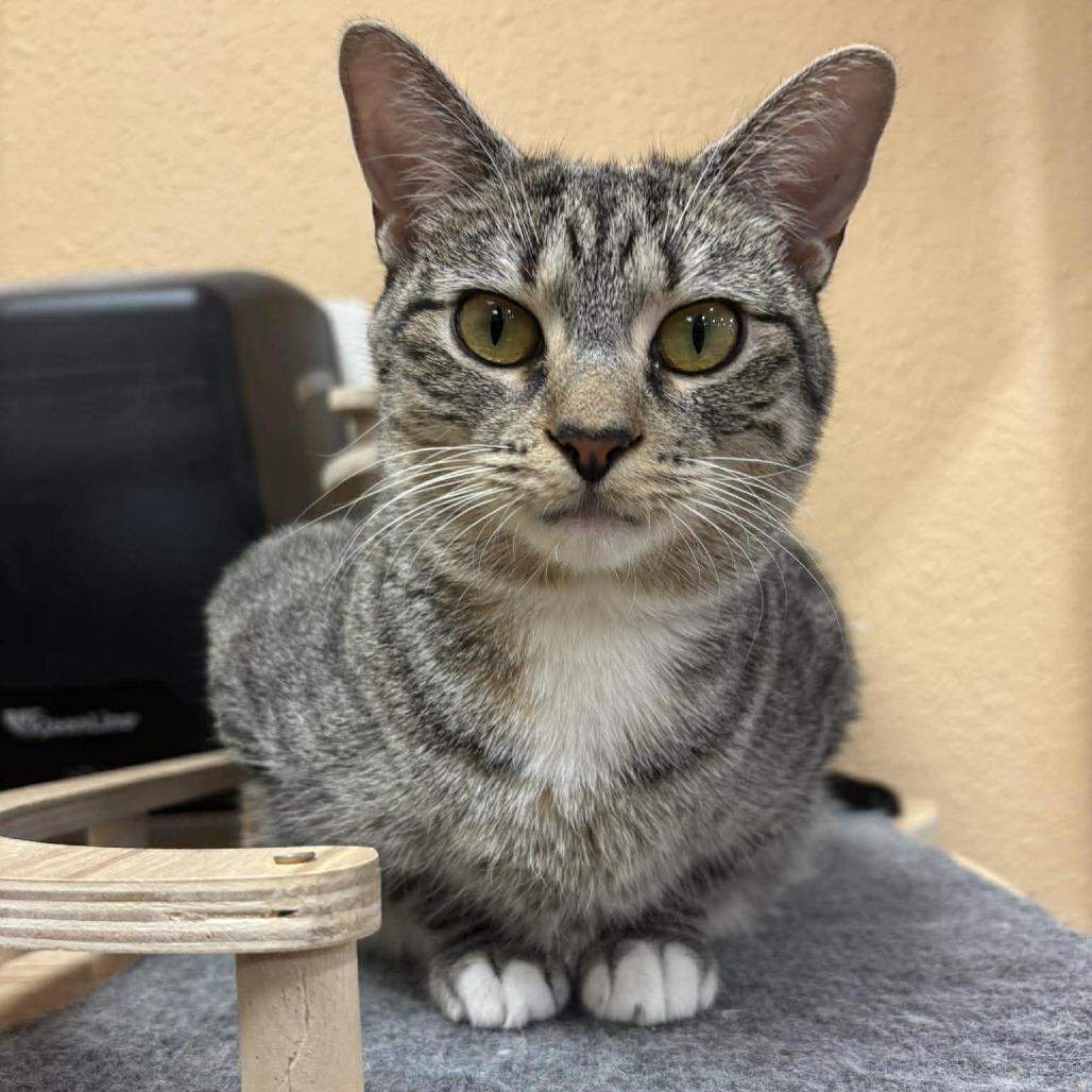 Enlarge Deva, a Adoptable Domestic Short Hair in Plainfield, IL image 2/5