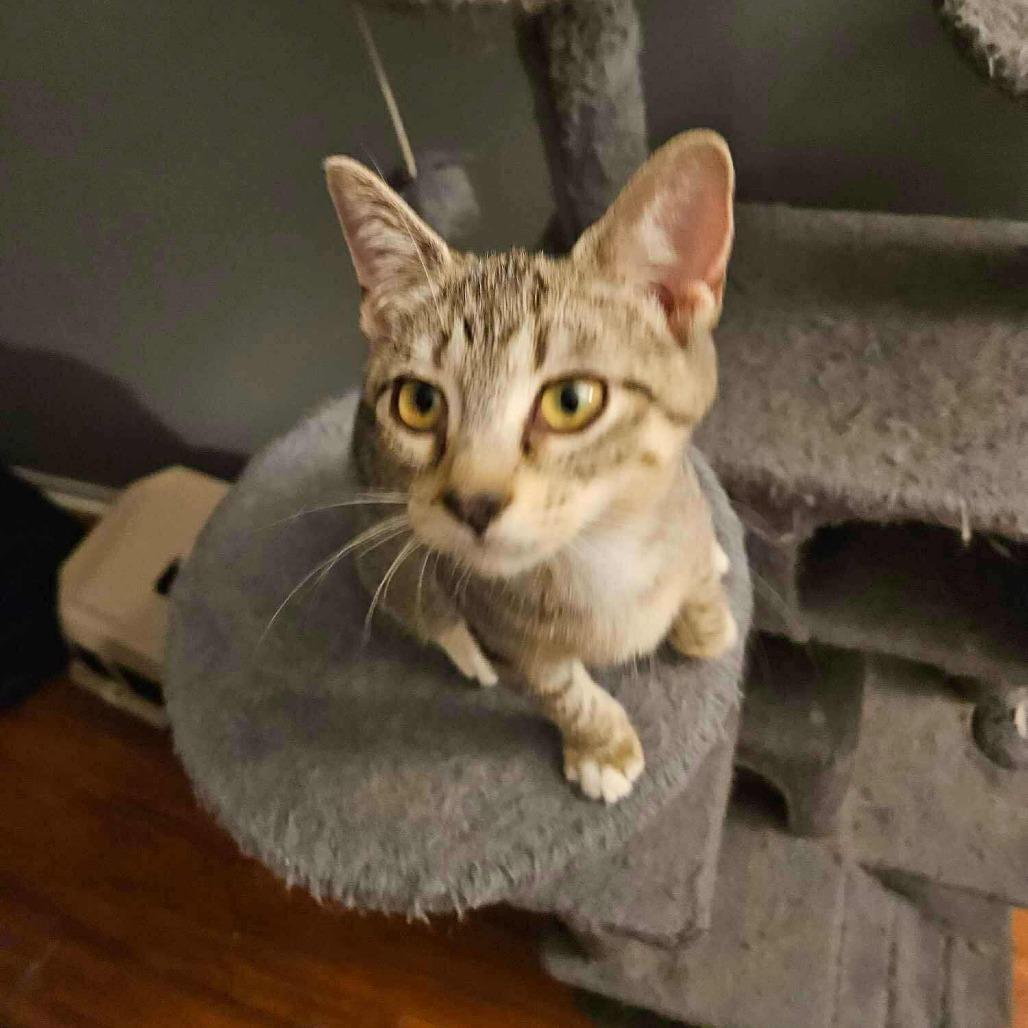 Enlarge Deva, a Adoptable Domestic Short Hair in Plainfield, IL image 1/2