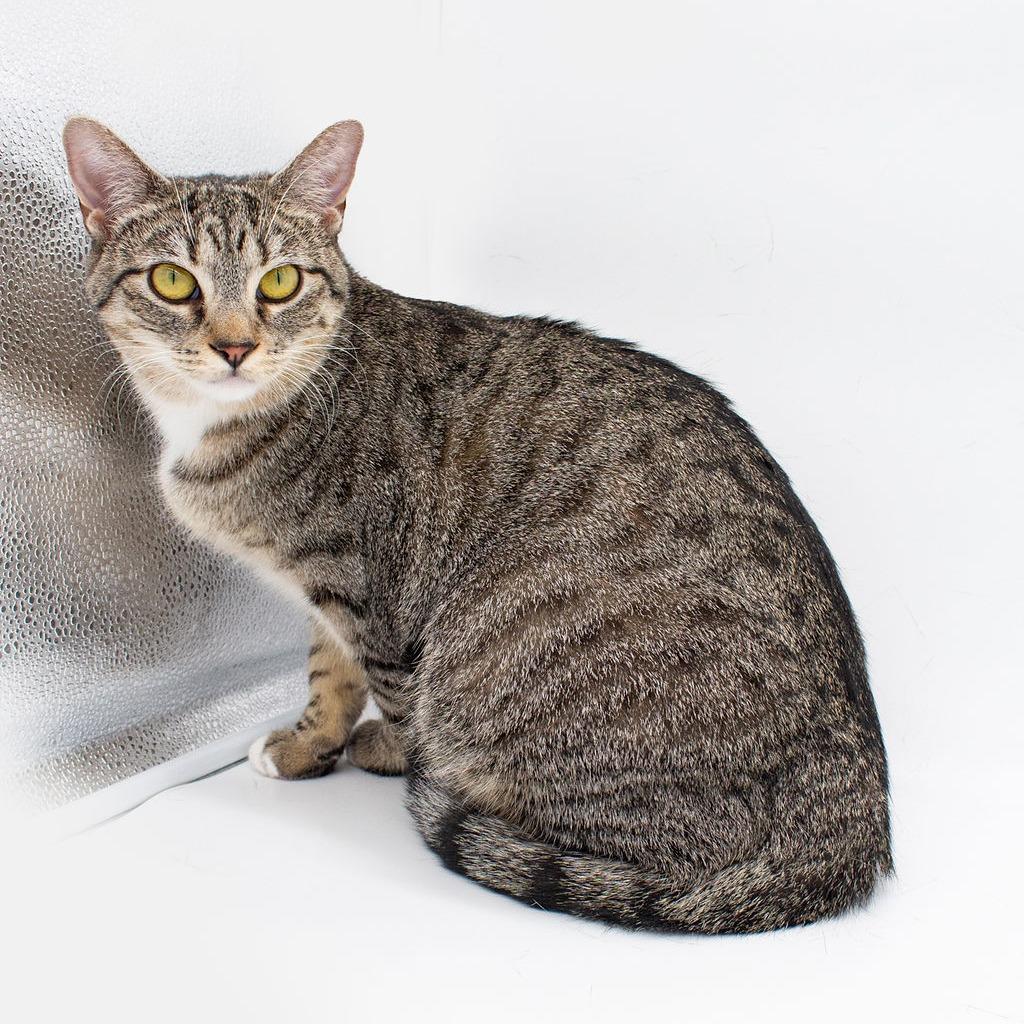 Deva, a Adoptable Domestic Short Hair in Plainfield, IL image 2/4