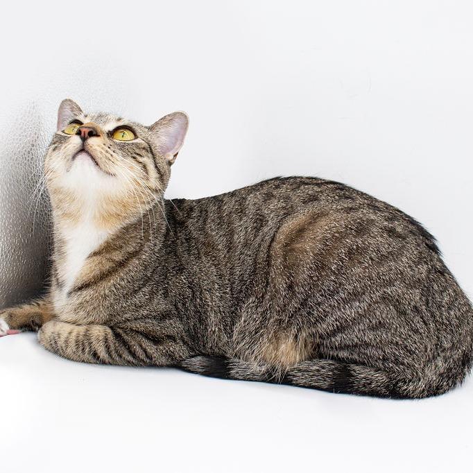 Deva, a Adoptable Domestic Short Hair in Plainfield, IL image 3/4