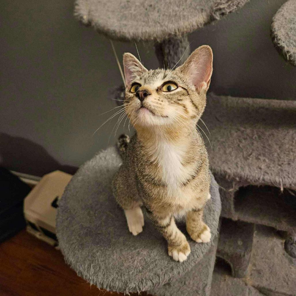 Enlarge Deva, a Adoptable Domestic Short Hair in Plainfield, IL image 2/2