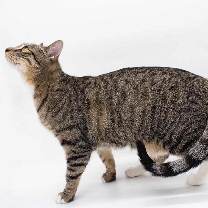 Deva, a Adoptable Domestic Short Hair in Plainfield, IL image 4/4