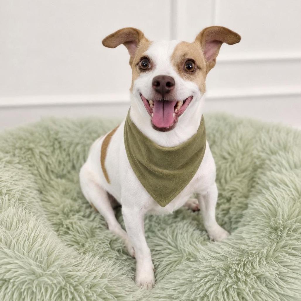 King, Adoptable, Adult Male Chihuahua.