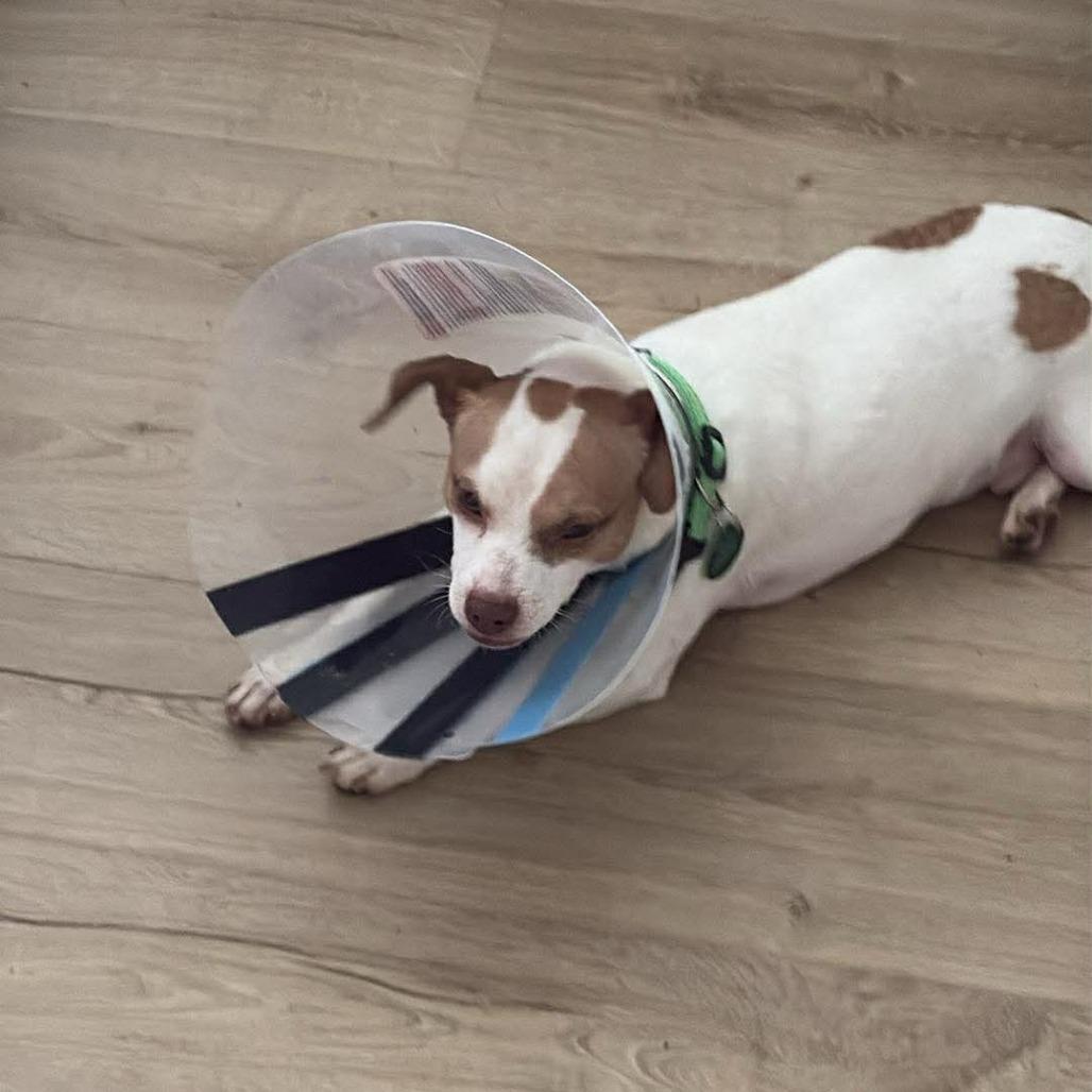 King, Adoptable, Adult Male Chihuahua.