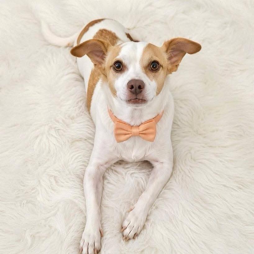 King, a Adoptable Chihuahua in Tampa, FL image 2/6