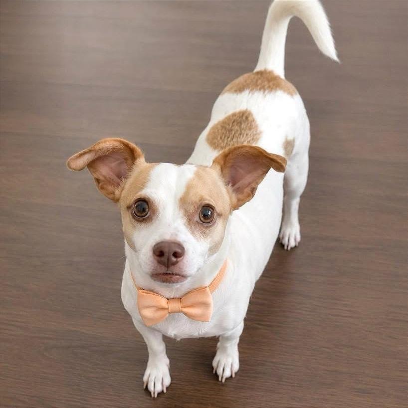 King, a Adoptable Chihuahua in Tampa, FL image 3/6