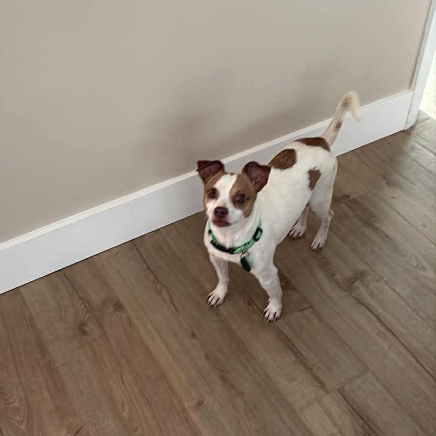 Enlarge King, a Adoptable Chihuahua in Tampa, FL image 2/6