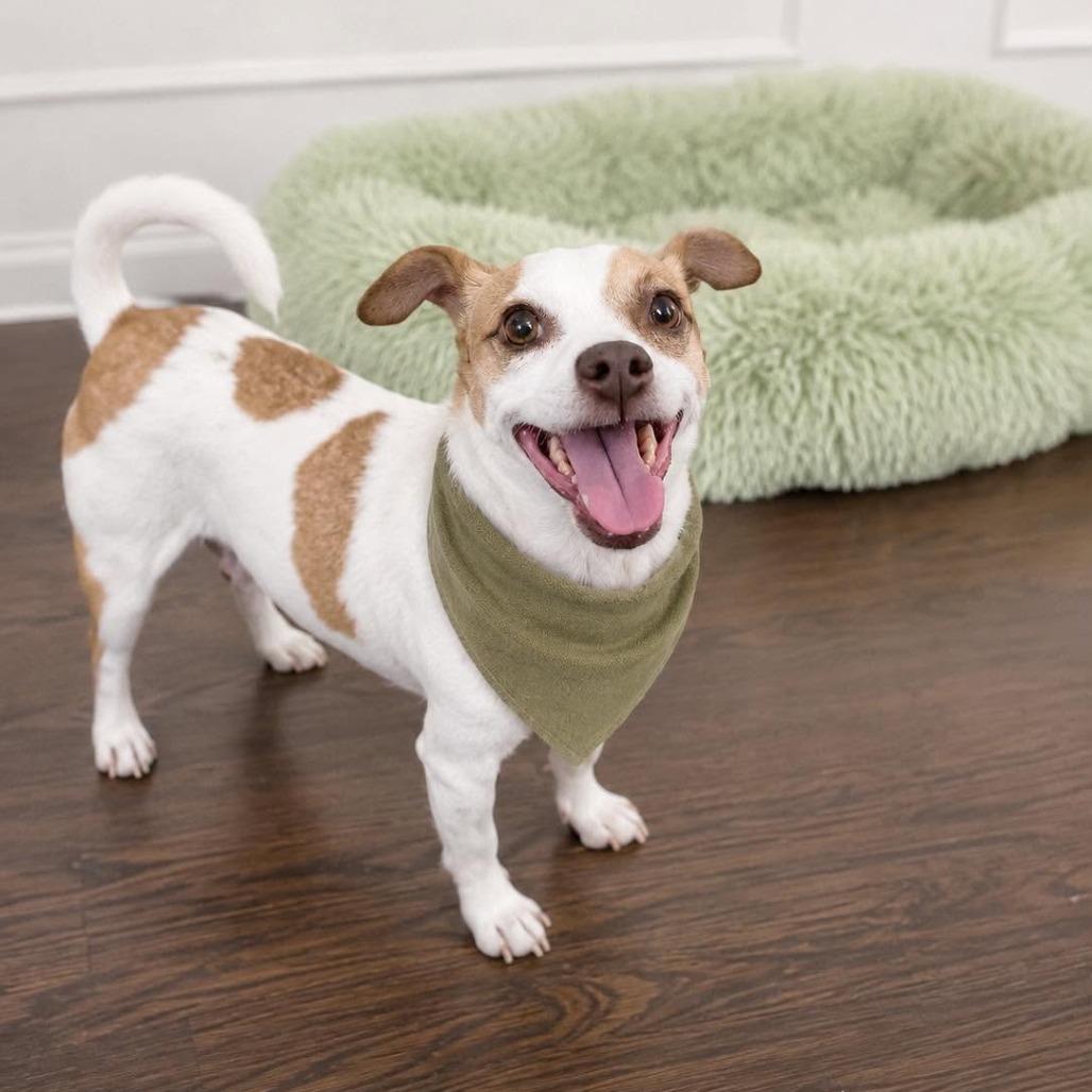 King, a Adoptable Chihuahua in Tampa, FL image 4/6