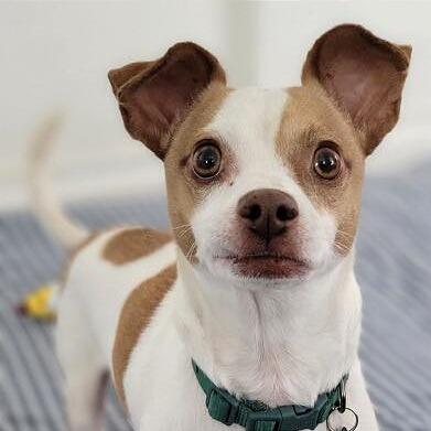 Enlarge King, a Adoptable Chihuahua in Tampa, FL image 3/6