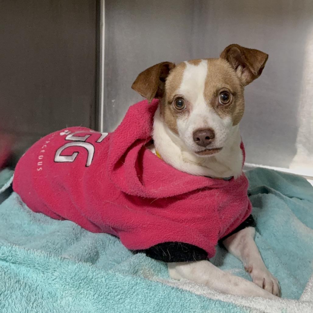 Enlarge King, a Adoptable Chihuahua in Tampa, FL image 4/6