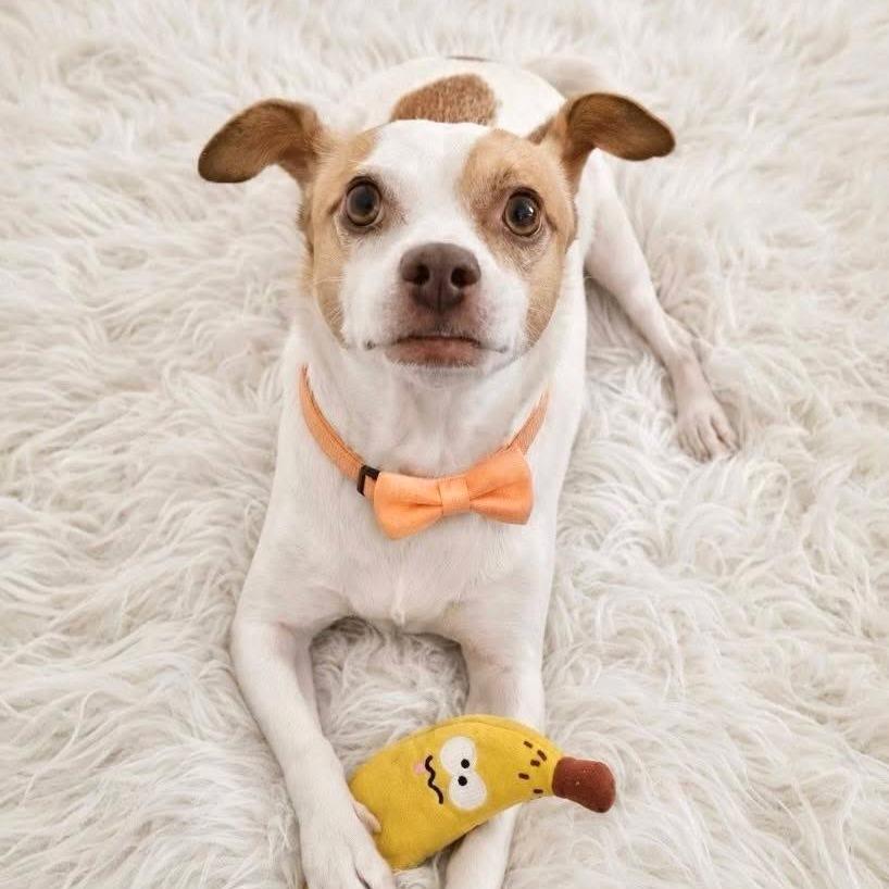 King, a Adoptable Chihuahua in Tampa, FL image 5/6