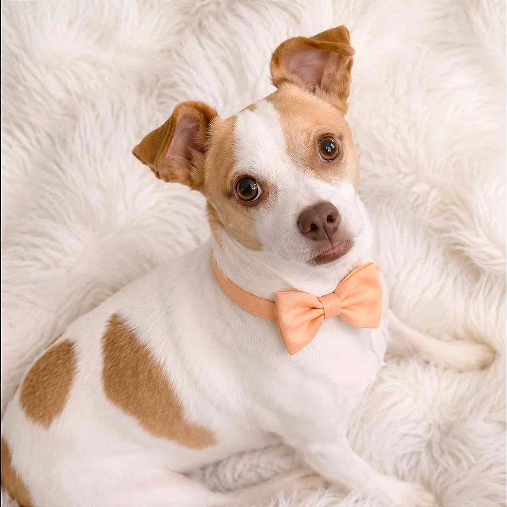 King, a Adoptable Chihuahua in Tampa, FL image 6/6