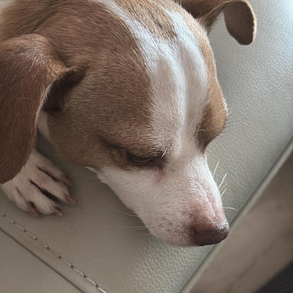 Enlarge King, a Adoptable Chihuahua in Tampa, FL image 6/6