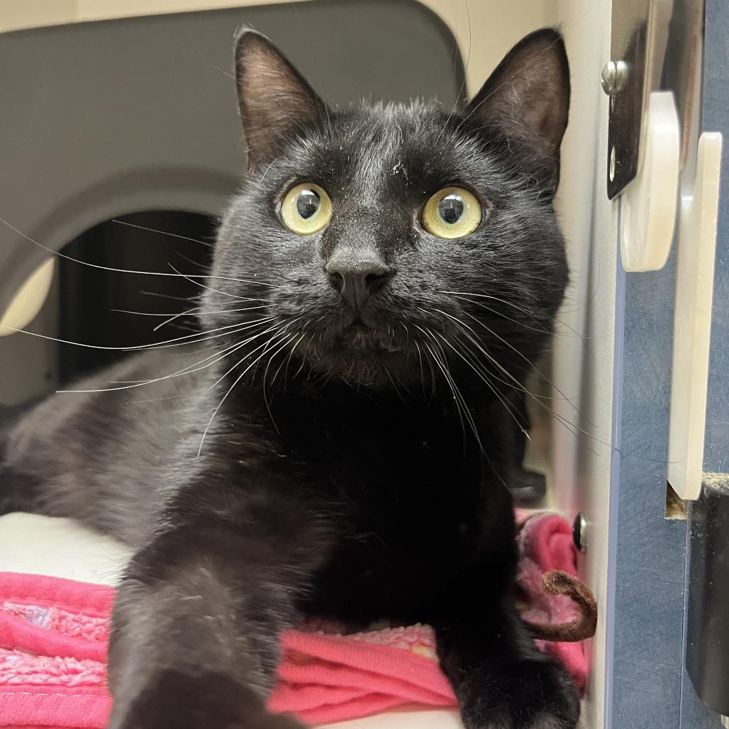 Bowie, Adoptable, Adult Male Domestic Short Hair.