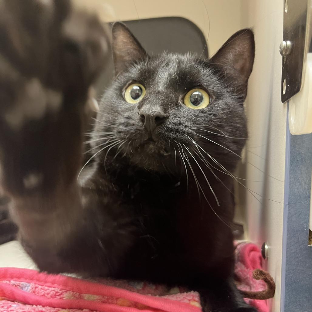 Bowie, a Adoptable Domestic Short Hair in Nashville, TN image 2/6