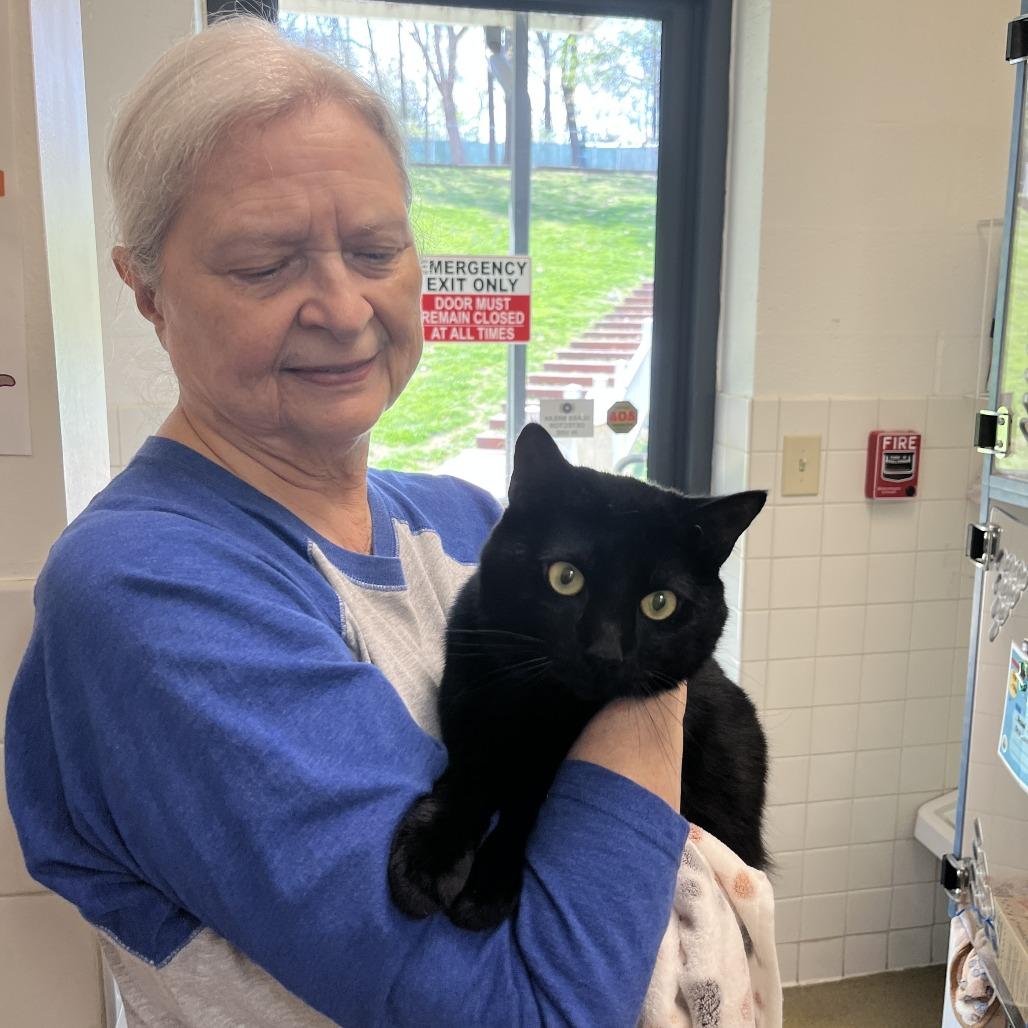 Bowie, a Adoptable Domestic Short Hair in Nashville, TN image 3/6
