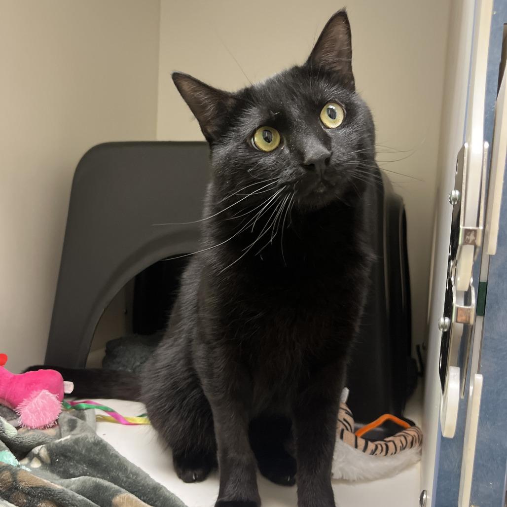 Bowie, a Adoptable Domestic Short Hair in Nashville, TN image 4/6