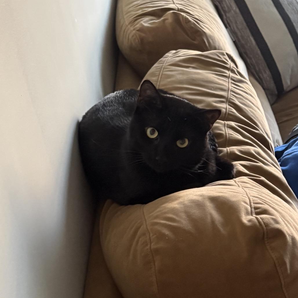 Bowie, a Adoptable Domestic Short Hair in Nashville, TN image 5/6