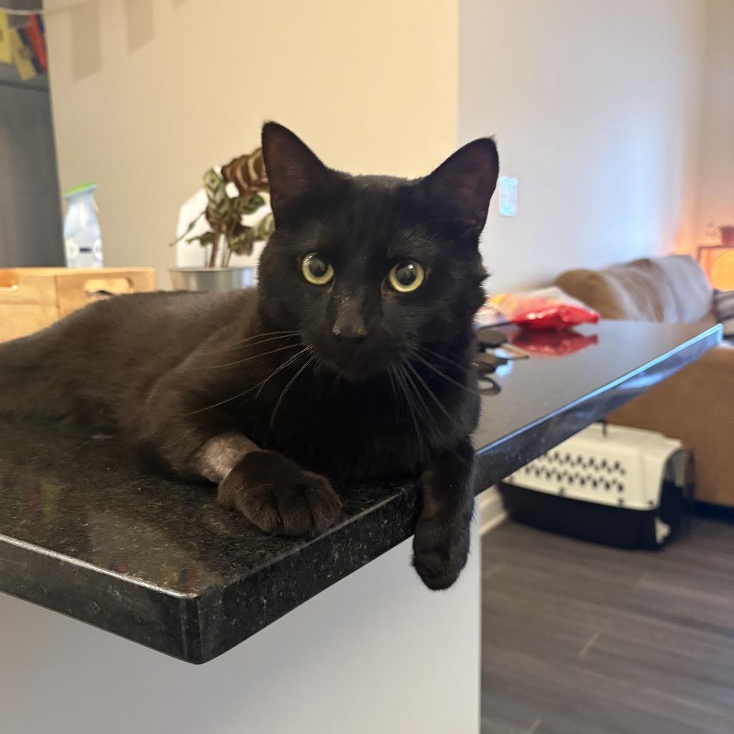 Bowie, a Adoptable Domestic Short Hair in Nashville, TN image 6/6