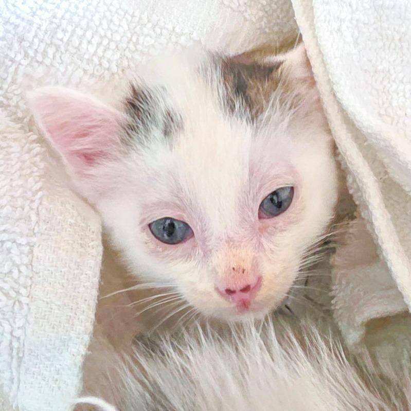 Enlarge Peach, a Adoptable Domestic Short Hair in Chapel Hill, NC image 1/1