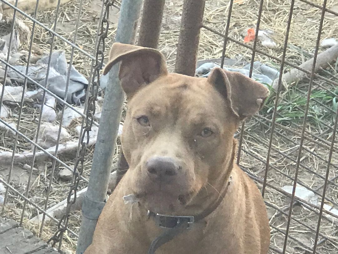 Latte, a Adoptable mixed breed in Rockdale, TX image 1/8