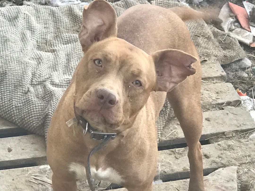 Latte, a Adoptable mixed breed in Rockdale, TX image 3/8