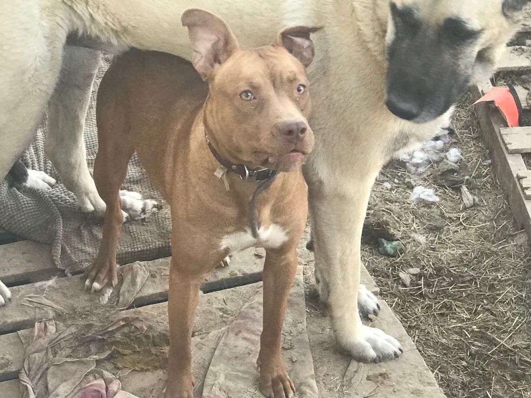 Latte, a Adoptable mixed breed in Rockdale, TX image 4/8