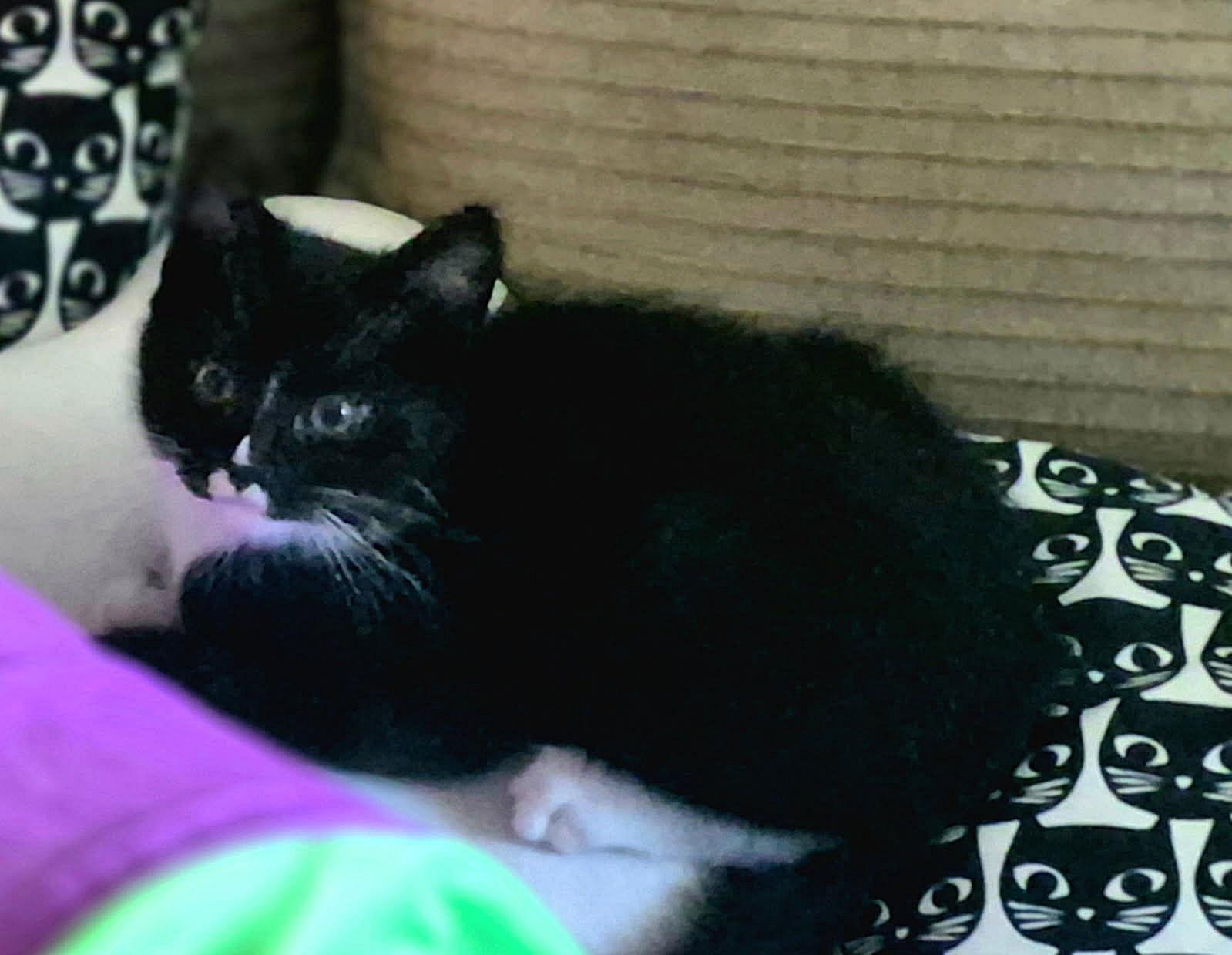 KENJI and SORA - Bonded Kitten Pair, Adopted, Kitten Male Domestic Medium Hair.