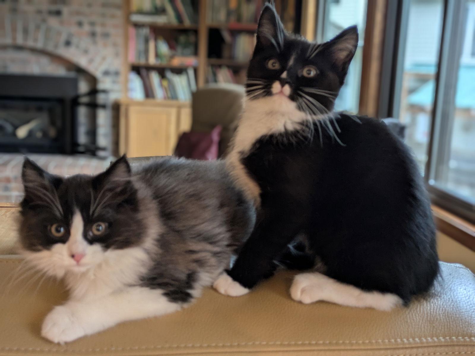 KENJI and SORA - Bonded Kitten Pair, a Adopted Domestic Medium Hair in Hillsboro, OR image 2/3