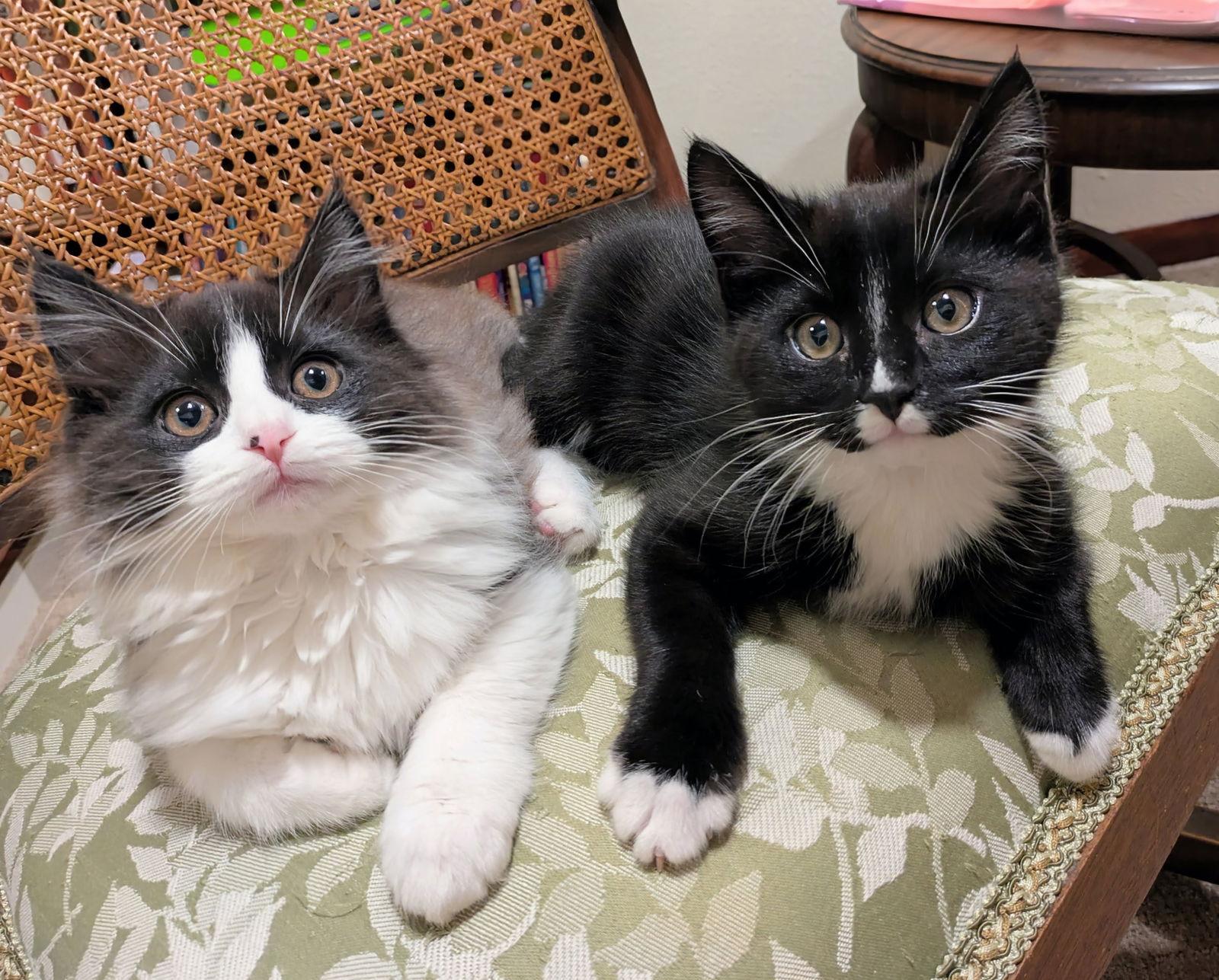 KENJI and SORA - Bonded Kitten Pair, a Adopted Domestic Medium Hair in Hillsboro, OR image 3/3