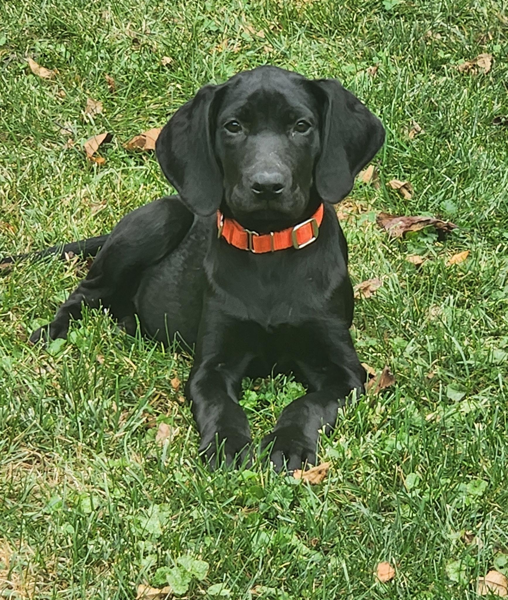 Squirt, Adoptable, Puppy Female Great Dane & Black Labrador Retriever.