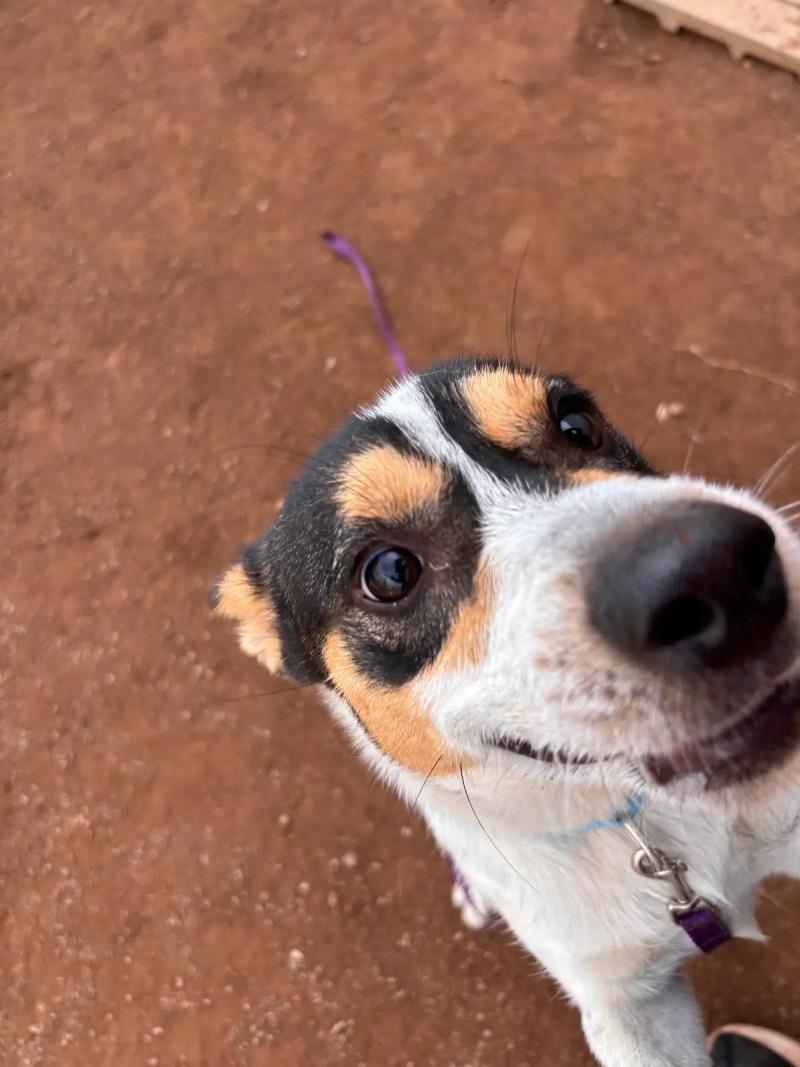 Enlarge Dozer, a Adoptable Mixed Breed in Hobbs, NM image 1/6