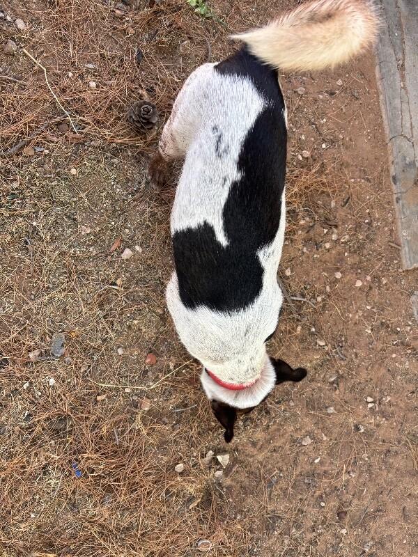 Enlarge Dozer, a Adoptable Mixed Breed in Hobbs, NM image 2/6