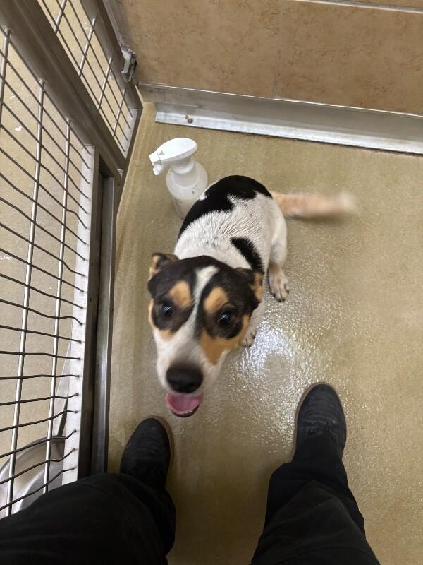 Enlarge Dozer, a Adoptable Mixed Breed in Hobbs, NM image 3/6