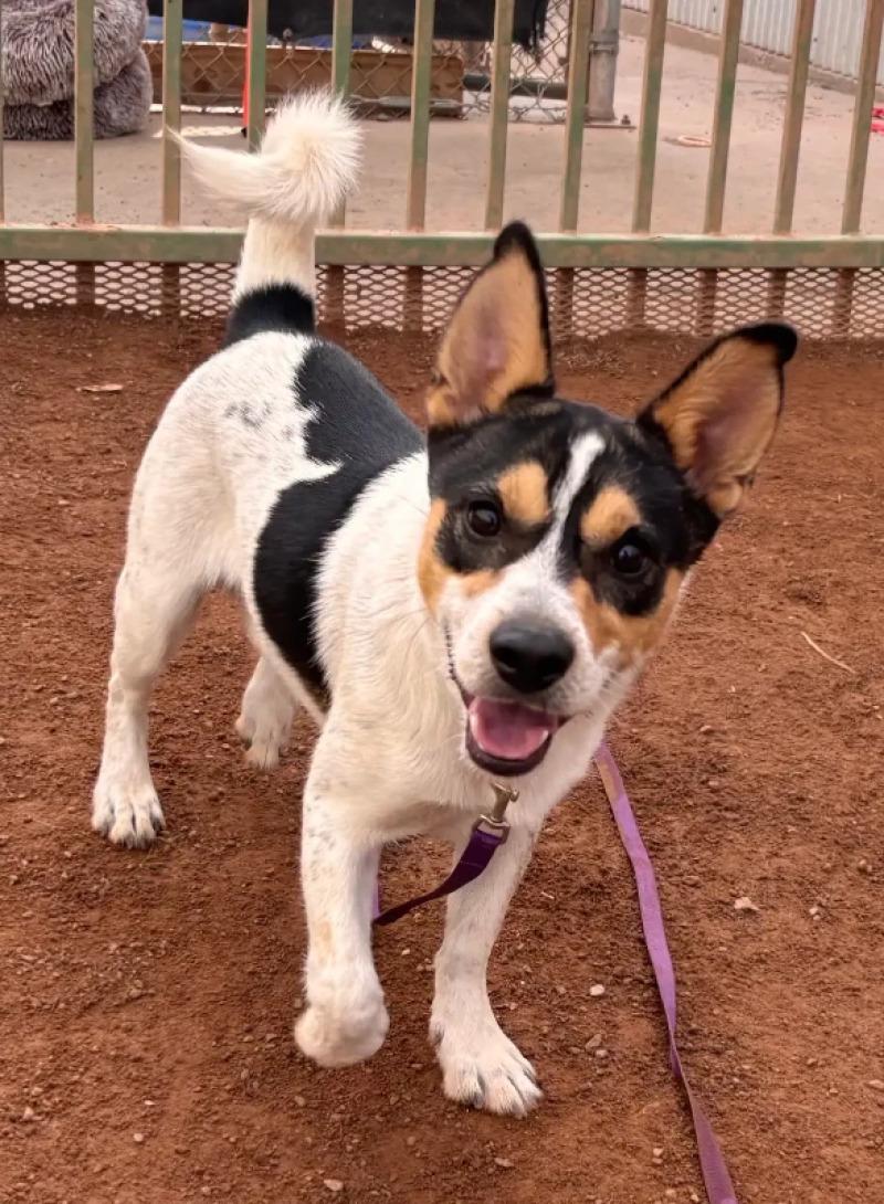 Enlarge Dozer, a Adoptable Mixed Breed in Hobbs, NM image 4/6