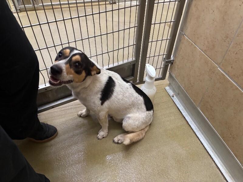 Enlarge Dozer, a Adoptable Mixed Breed in Hobbs, NM image 5/6