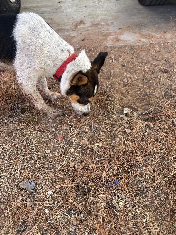 Enlarge Dozer, a Adoptable Mixed Breed in Hobbs, NM image 6/6