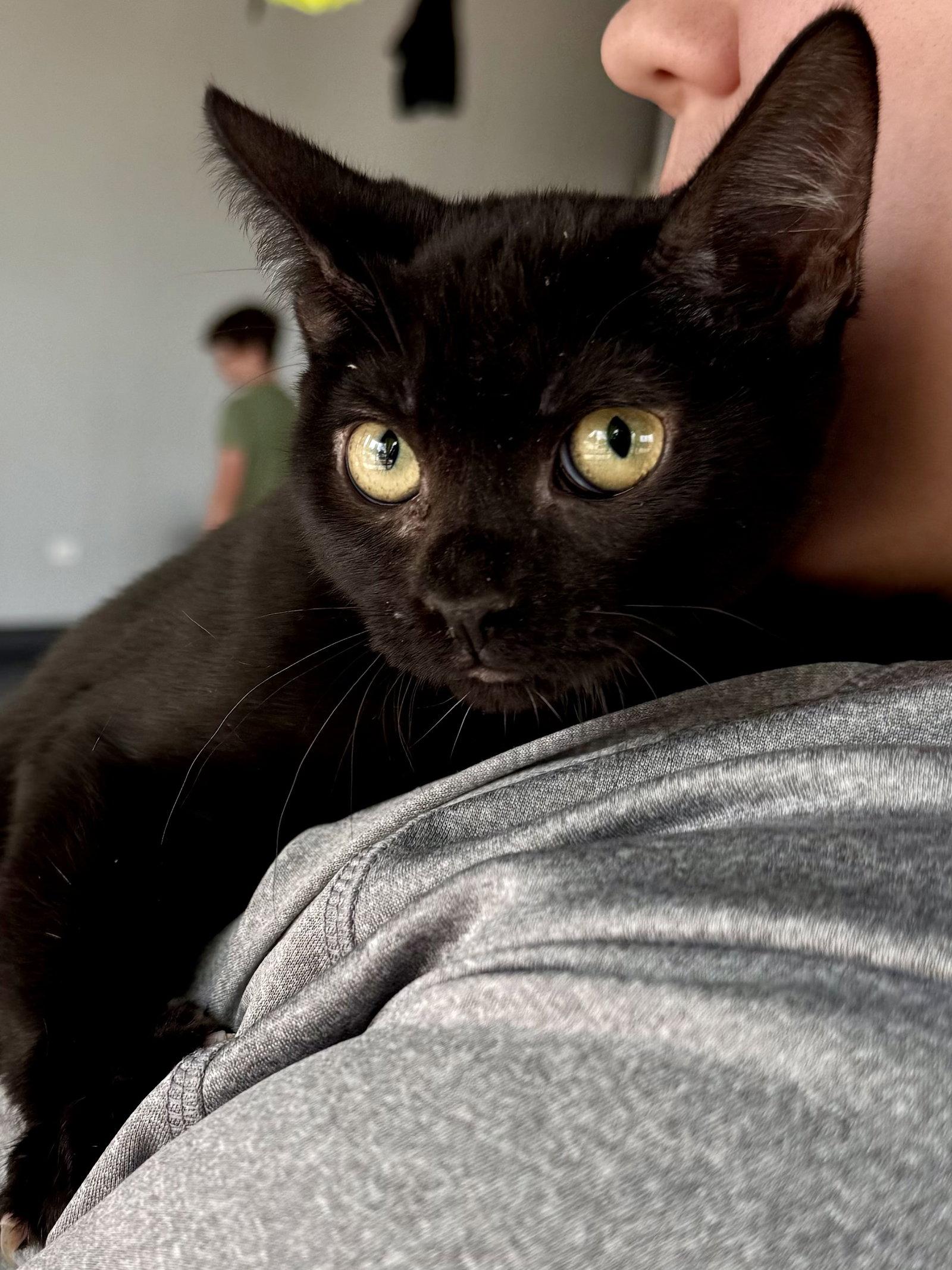 CAT - Eileen, Adoptable, Kitten Female Domestic Short Hair.