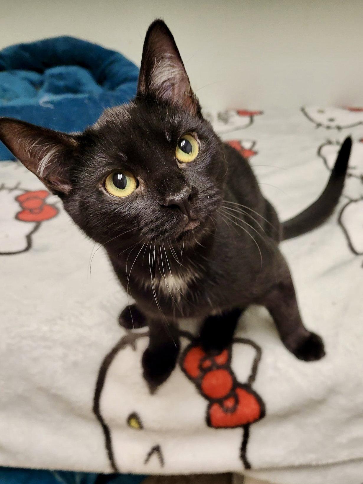 Enlarge CAT - Eileen, a Adoptable Domestic Short Hair in GILBERTS, IL image 3/3