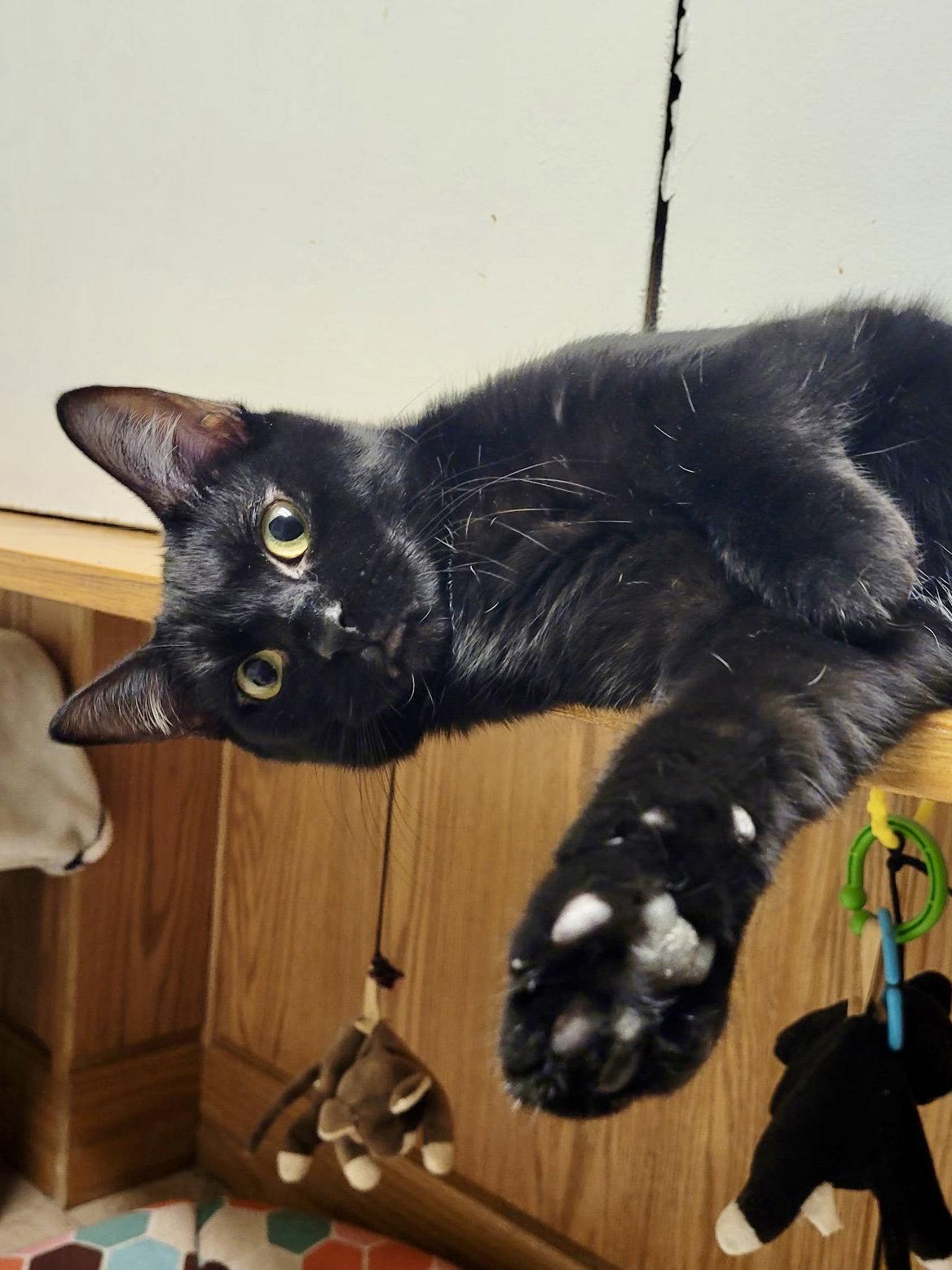 Enlarge CAT - Eileen, a Adoptable Domestic Short Hair in GILBERTS, IL image 3/3