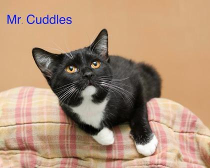 Enlarge Mr. Cuddles, a Adoptable mixed breed in Parma, OH image 1/2