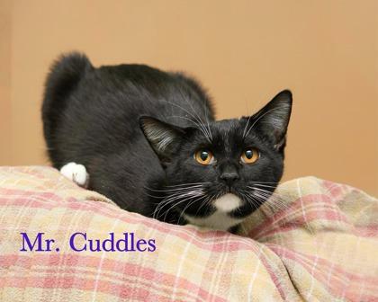 Enlarge Mr. Cuddles, a Adoptable mixed breed in Parma, OH image 2/2